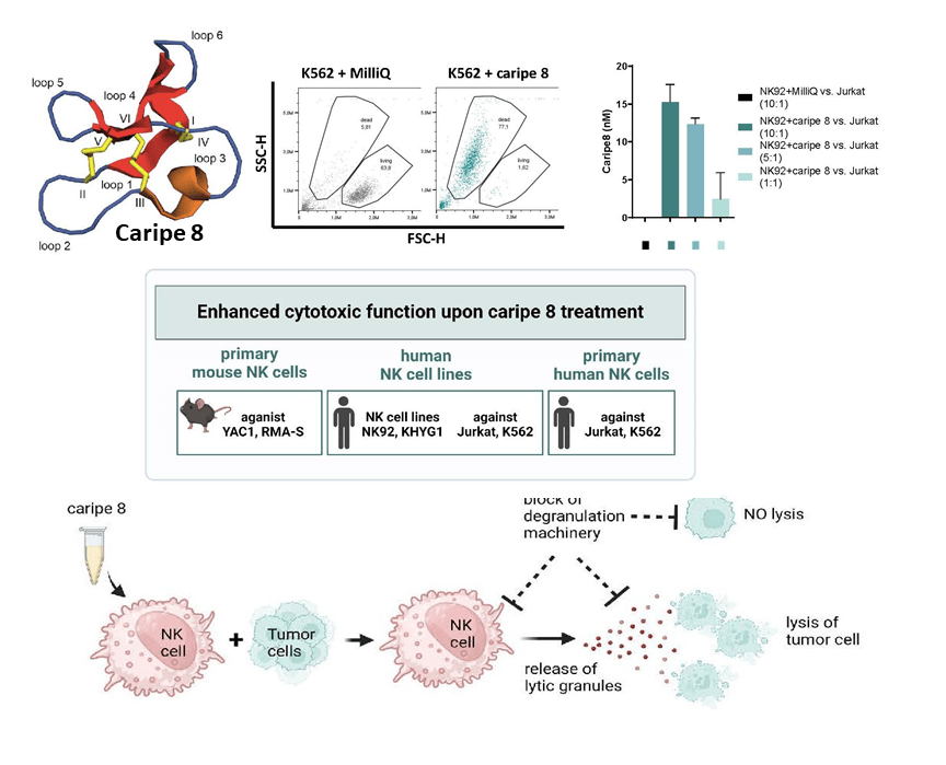 Caripe 8 enhances NK cell cytotoxicity toward target cells.